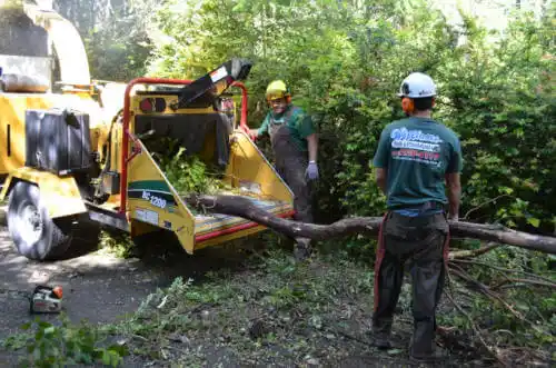 tree services Fishhook